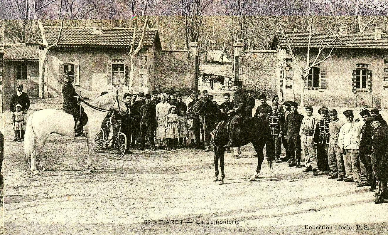 853- Tiaret - La jumenterie.jpg